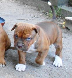 5 suesse Pittbull Welpchen suchen ein Zu