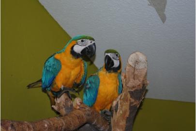 Hobbyz�chterGelbbrustara P�rchen von Hob