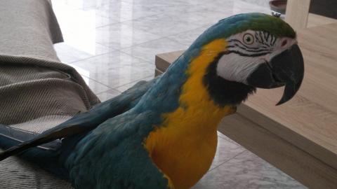 Hobbyz�chterGelbbrustara P�rchen von Hob