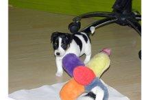 kleiner Jack Russell Welpen