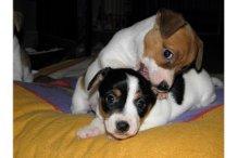 kleiner Jack Russell Welpen