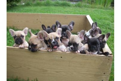 Franz. Bulldoggen choco Welpen mit gr�nen