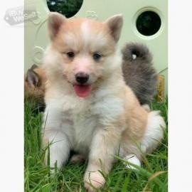 Reinrassige Pomsky Welpen whatsapp numme