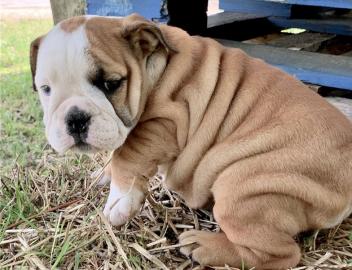 6 kleine Englische bulldoggen welpen zu