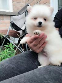 Pomeranian Welpen zu verkaufen