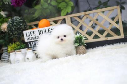 Pomeranian Welpen zu verkaufen