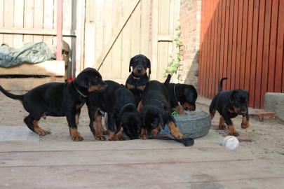 Wundersch?ne Dobermann Welpen