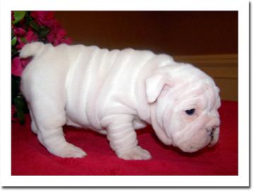 Englisch Bulldogge Welpen