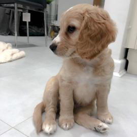 Cockerspaniel-Welpen ab sofort verf?gbar