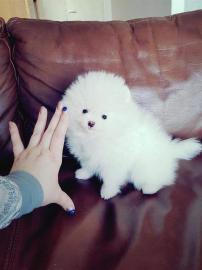 Mini Zwergspitz/Pomeranian Welpen