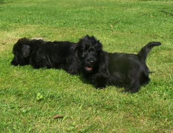 Bildsch�ne Scottish Terrier Welpen aus V