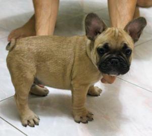 Wundersch�ne Franz�sisch Bulldogge Welpe