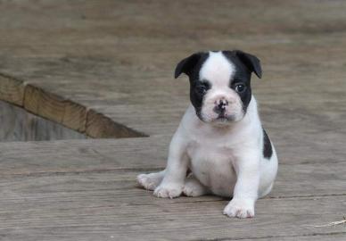 Wundersch�ne Franz�sisch Bulldogge Welpe