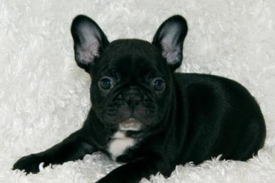 Wundersch�ne Franz�sisch Bulldogge Welpe