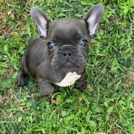 Gesund Franz?sische Bulldoggen Welpen