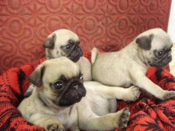 Wundersch�ne Mops welpen