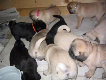 Wundersch�ne Mops welpen