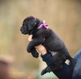 wundersch?ner Cane Corso-Welpe