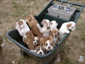 Wundersch�ne Englische Bulldoggen Welpen