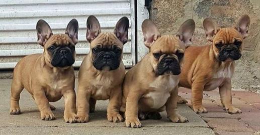 Franz�sischen Bulldogge welpen