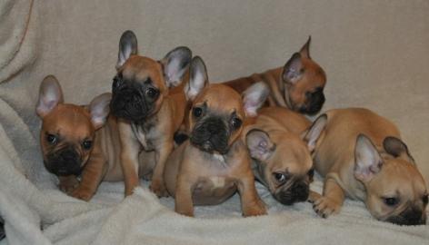 Franz�sischen Bulldogge welpen