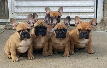 Franz�sischen Bulldogge welpen