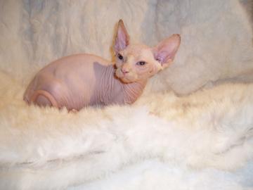 Sch�ne Sphynx-K�tzchen