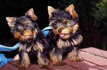 Reinrassige Yorkshire Terrier Welpen
