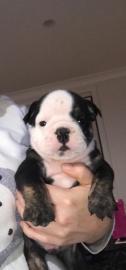 meine sch�ne Lola f�rs Re-Homing