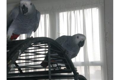 Kongo-Graupapageien-Babys Biete