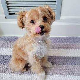 Intelligente Maltipoo-Welpen **KOSTENLOS