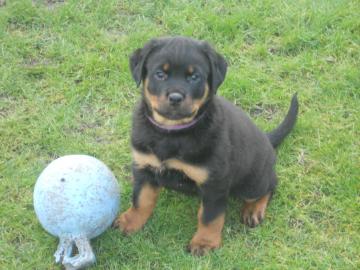 Wundersch�ne reinrassige Rottweilerwelpe