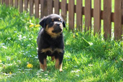 Wundersch�ne reinrassige Rottweilerwelpe
