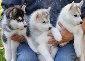 Wurfank�ndigung Siberian Husky