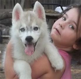Wurfank�ndigung Siberian Husky