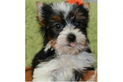 Entz�ckende Biewer Yorkshire Terrier