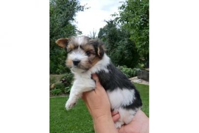 Entz�ckende Biewer Yorkshire Terrier