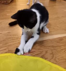 Pflegekatzen suchen ein liebevolles zuha