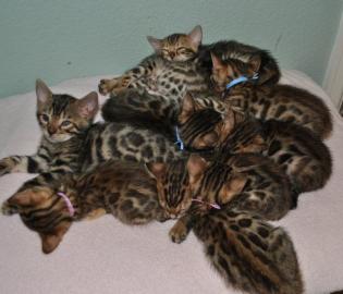 . . :: Ben--gal Kitten in wundersch�nen