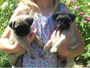 Sch�ne Reinrassige Mops Welpen in beige