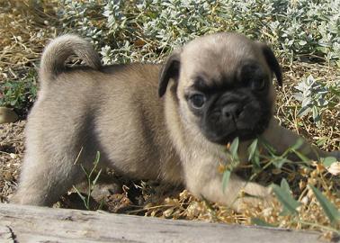 Sch�ne Reinrassige Mops Welpen in beige
