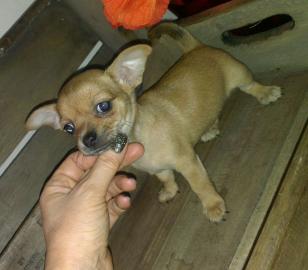 Chihuahua Welpe sucht liebevolles Zuhaus