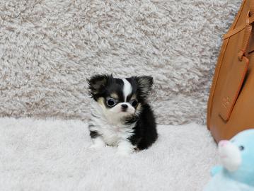 Niedliche Micro Mini Chihuahua-Welpen