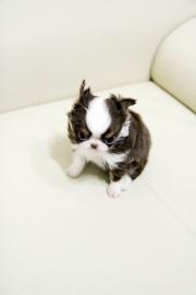 Niedliche Micro Mini Chihuahua-Welpen