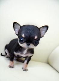Niedliche Micro Mini Chihuahua-Welpen