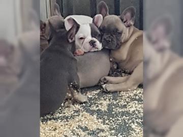 Supers��en Franz�sische bulldogge welpen
