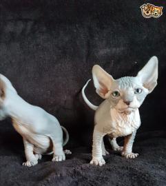 Sphynx Sphynx K�tzchen s��e Super