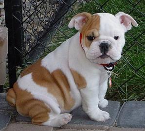 Englisch Bulldogge Welpen zu verkaufen