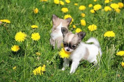 S��er Chihuahua Welpe abzugeben
