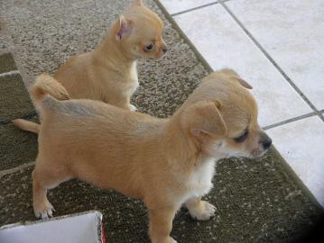 S��er Chihuahua Welpe abzugeben